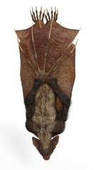 3d-illustration of an isolated creepy fantasy werebat