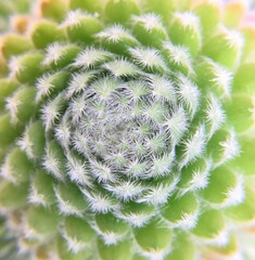 Cactus Fractal