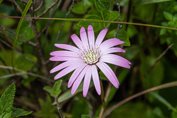 Gerbera viridifolia. Close-up of light pink color flower found in ecuadorian Andes in altitude of...
