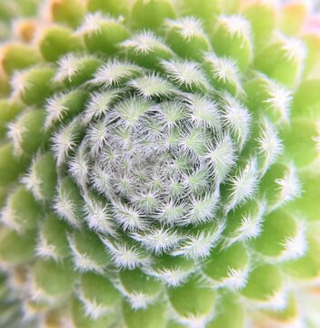 Cactus Fractal