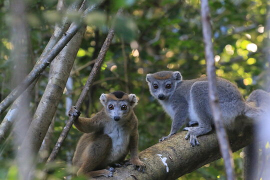 Crowned lemur (Eulemur coronatus) couple Ankarana lemurs in Madagasckar National Park Ankarana