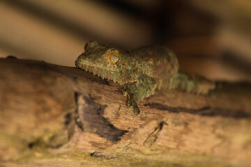 well hidden leaf tail gecko in madagascar national park