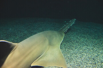 A  saw shark swimming on the bottom aquarium.