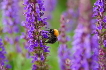 bee on lavender