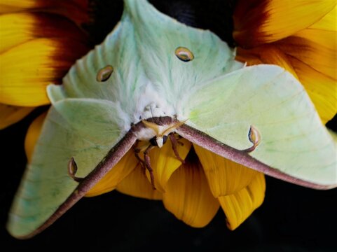 Luna Moth Perched on a Sunflower