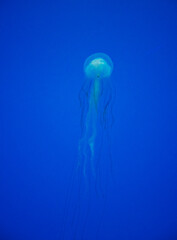 A jellyfish floating in an aquarium salt water tank. 