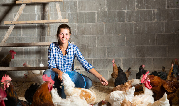 Focused young woman feeding domestic chickens while working in henhouse