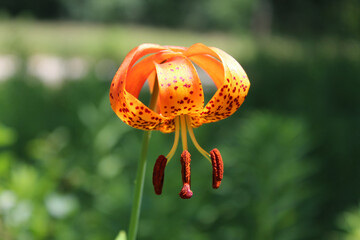 Michigan lily closeup at Wayside Woods in Morton Grove, Illinois