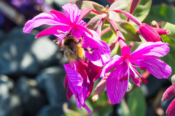 Fireweed Bumble Bee