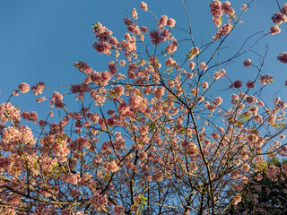 Pink flower on tree in southern Brazil
