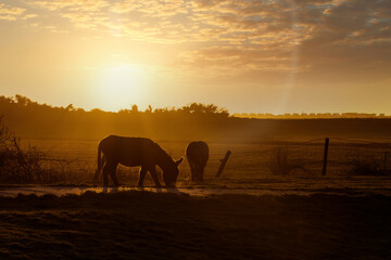 Fototapeta na wymiar Donkeys in field with orange sunset Weston Super Mare