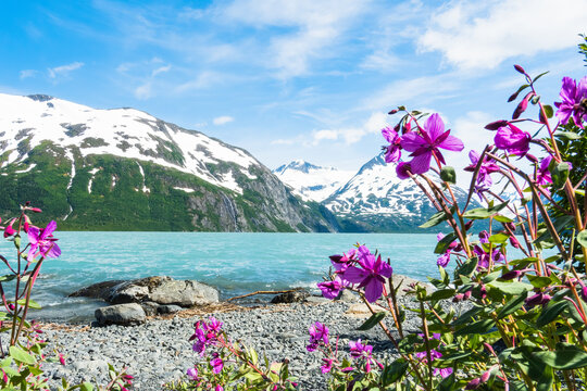 Lakeside Fireweed