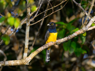 Gartered Trogon perched on tree branch 