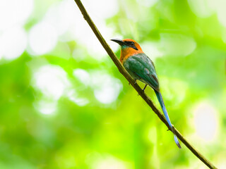 Broad-billed Motmot perched on tree branch