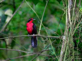 Rosy Thrush-Tanager perched on tree branch on green background