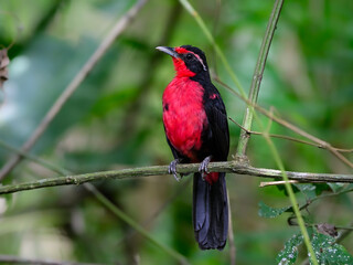 Rosy Thrush-Tanager perched on tree branch on green background