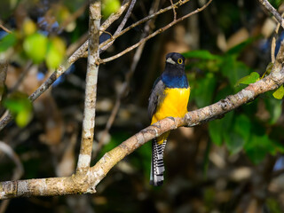 Gartered Trogon perched on tree branch 