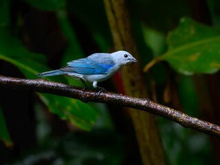 Blue-gray Tanager perched on tree branch on rainy day