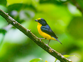 Male Thick-billed Euphonia perched on tree branch on green background