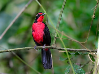 Rosy Thrush-Tanager perched on tree branch on green background