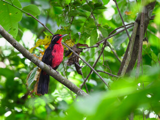 Rosy Thrush-Tanager perched on tree branch on green background