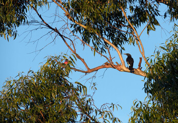 Australian Pied Currawong (Strepera graculina)