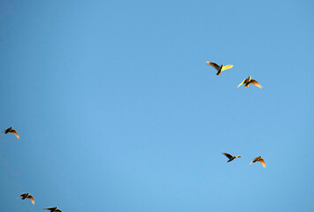 Birds flying in the sky