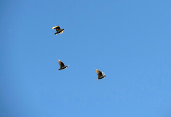 Birds flying in the sky
