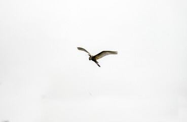 Egret (Ardea alba)