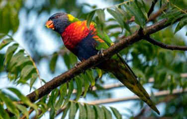 Rainbow Lorikeet (Trichoglossus moluccanus)