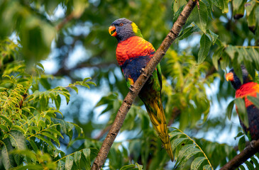 Rainbow Lorikeet (Trichoglossus moluccanus)