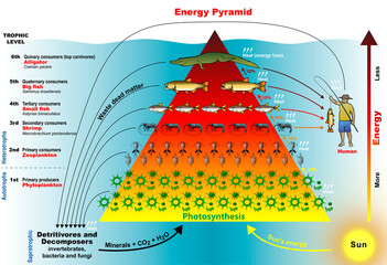 Energy Pyramid - Graphical representation designed to show the production or turnover (the rate at which energy or mass is transferred from one trophic level to the next) of biomass at each trophic le