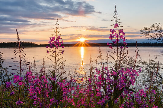 Fireweed Sunset