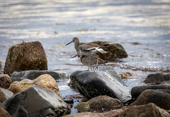 Willets on the beach