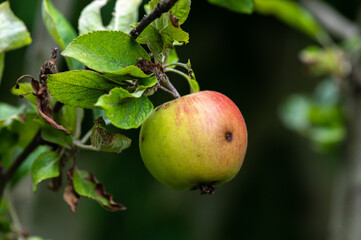 Malus sp - Apple tree - Pommier - Pomme