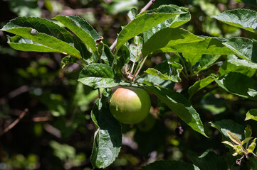 Malus sp - Apple tree - Pommier - Pomme