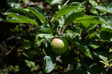 Malus sp - Apple tree - Pommier - Pomme