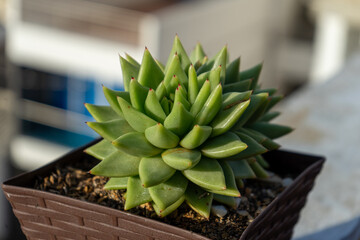 beautiful green succulent, "Echeveria agavoides" succulent in pot at home. succulent leaves