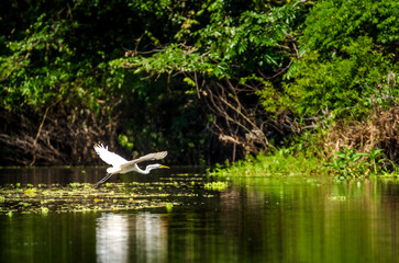 garceta grande, garza blanca, Ardea alba, volando en la selva - Reserva nacional Pacaya Samiria,...