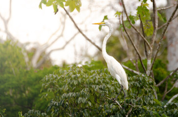 garceta grande, garza blanca, Ardea alba, especie de ave en la selva - Reserva nacional Pacaya Samiria, Peru, Amazonia