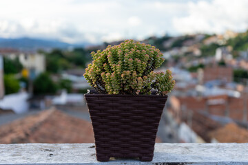 beautiful succulent with red tips (Crassula marnieriana) succulent in pot at home.