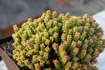 beautiful succulent with red tips (Crassula marnieriana) succulent in pot at home.