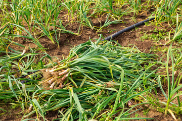Fototapeta premium Pile of freshly picked young garlic on field with growing garlic at vegetable farm