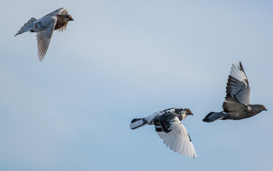 paloma común, con colores blancos y negros, en pleno vuelo, trio de palomas volando con cuelo azul de fondo  - obrazy, fototapety, plakaty