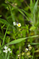 Fototapeta premium The field pansy (lat. Viola arvensis), of the family Violaceae. Central Russia.