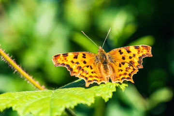 Comma, Polygonia c-album, Butterfly on green leaf