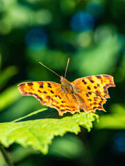 Comma, Polygonia c-album, Butterfly on green leaf