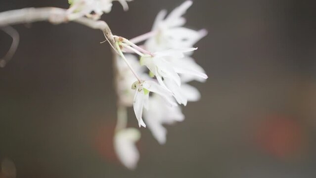 白くて美しいシランの花