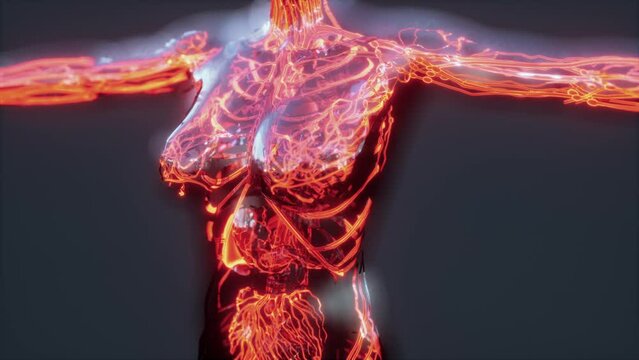Analysis of Human Anatomy Scan showing blood circulation