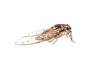 cicada isolated on white background